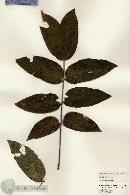 URN_catalog_HBHinton_herbarium_25099.jpg.jpg