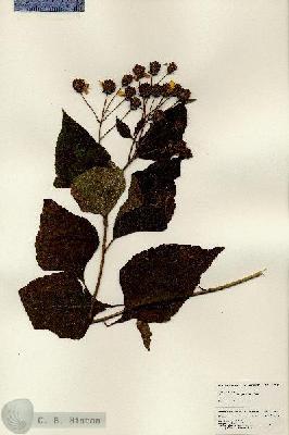 URN_catalog_HBHinton_herbarium_25102.jpg.jpg