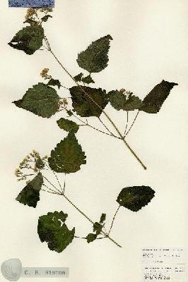 URN_catalog_HBHinton_herbarium_25116.jpg.jpg