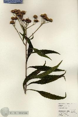 URN_catalog_HBHinton_herbarium_25130.jpg.jpg