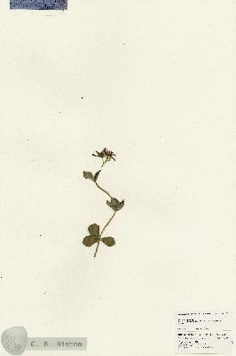 URN_catalog_HBHinton_herbarium_25147.jpg.jpg