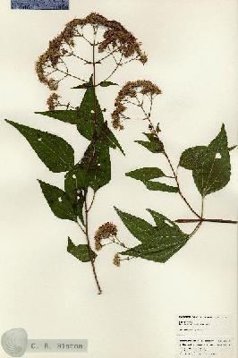 URN_catalog_HBHinton_herbarium_25059.jpg.jpg