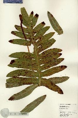 URN_catalog_HBHinton_herbarium_25062.jpg.jpg