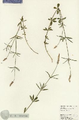 URN_catalog_HBHinton_herbarium_25067.jpg.jpg