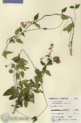 URN_catalog_HBHinton_herbarium_27468.jpg.jpg