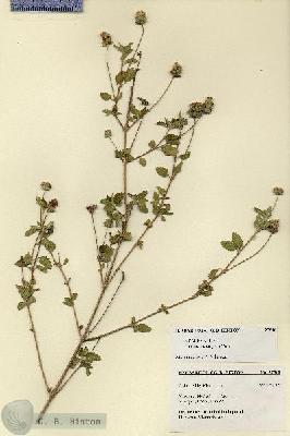 URN_catalog_HBHinton_herbarium_27518.jpg.jpg