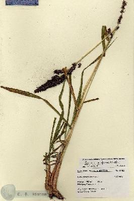 URN_catalog_HBHinton_herbarium_27525.jpg.jpg