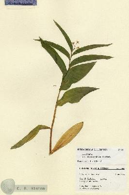URN_catalog_HBHinton_herbarium_27542.jpg.jpg