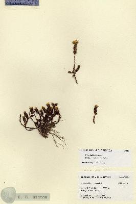URN_catalog_HBHinton_herbarium_27532.jpg.jpg