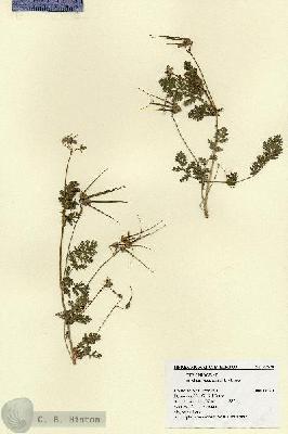 URN_catalog_HBHinton_herbarium_27578.jpg.jpg