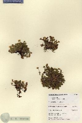 URN_catalog_HBHinton_herbarium_27544.jpg.jpg