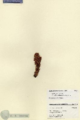 URN_catalog_HBHinton_herbarium_27545.jpg.jpg