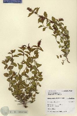 URN_catalog_HBHinton_herbarium_27556.jpg.jpg