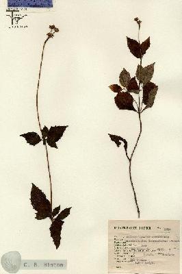 URN_catalog_HBHinton_herbarium_2758.jpg.jpg