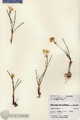 URN_catalog_HBHinton_herbarium_27191.jpg.jpg