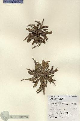 URN_catalog_HBHinton_herbarium_27157.jpg.jpg