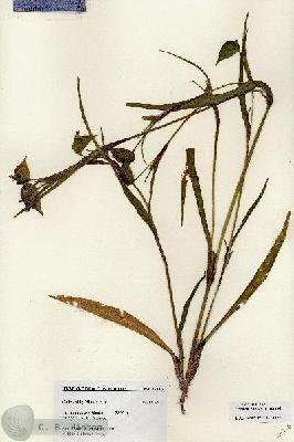 URN_catalog_HBHinton_herbarium_27216.jpg.jpg