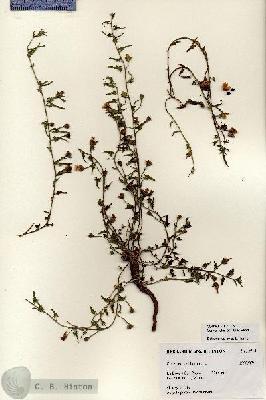 URN_catalog_HBHinton_herbarium_27181.jpg.jpg