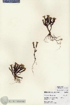 URN_catalog_HBHinton_herbarium_27184.jpg.jpg