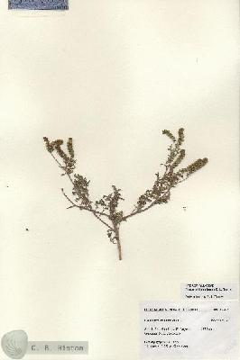 URN_catalog_HBHinton_herbarium_27204.jpg.jpg