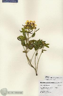 URN_catalog_HBHinton_herbarium_27205.jpg.jpg