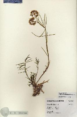 URN_catalog_HBHinton_herbarium_27211.jpg.jpg