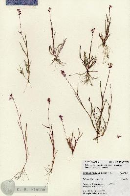 URN_catalog_HBHinton_herbarium_27213.jpg.jpg