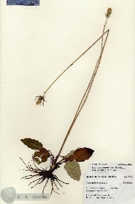 URN_catalog_HBHinton_herbarium_27222.jpg.jpg