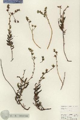 URN_catalog_HBHinton_herbarium_25157.jpg.jpg