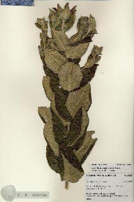 URN_catalog_HBHinton_herbarium_27229.jpg.jpg