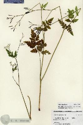 URN_catalog_HBHinton_herbarium_27230.jpg.jpg