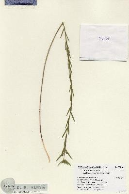 URN_catalog_HBHinton_herbarium_25230.jpg.jpg