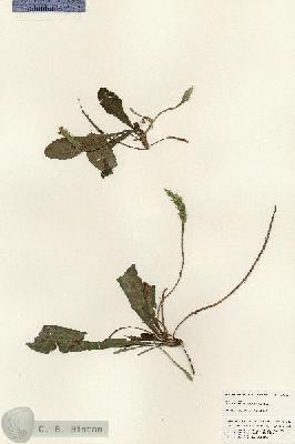 URN_catalog_HBHinton_herbarium_25243.jpg.jpg