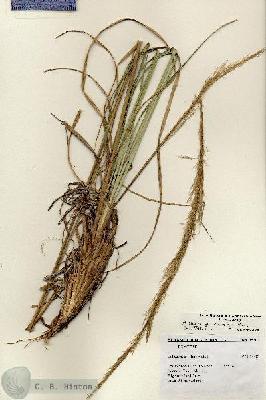URN_catalog_HBHinton_herbarium_25302.jpg.jpg