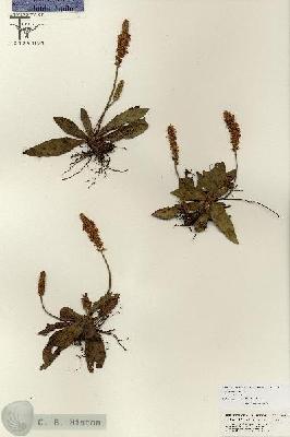 URN_catalog_HBHinton_herbarium_26840.jpg.jpg