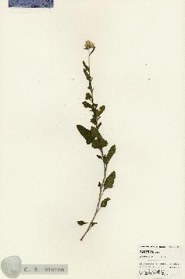 URN_catalog_HBHinton_herbarium_25689.jpg.jpg