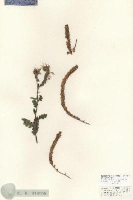 URN_catalog_HBHinton_herbarium_25719.jpg.jpg