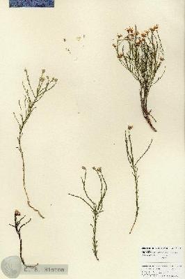 URN_catalog_HBHinton_herbarium_27018.jpg.jpg