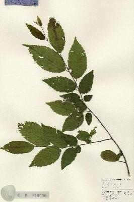 URN_catalog_HBHinton_herbarium_25270.jpg.jpg