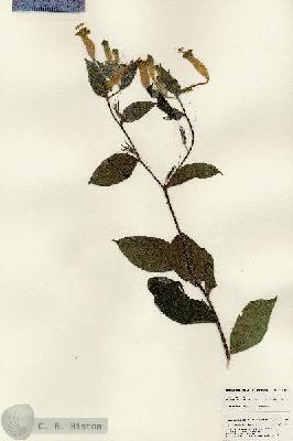 URN_catalog_HBHinton_herbarium_25283.jpg.jpg