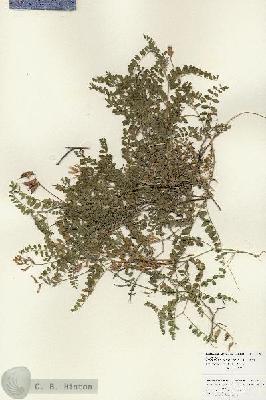 URN_catalog_HBHinton_herbarium_25976.jpg.jpg