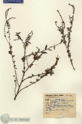 URN_catalog_HBHinton_herbarium_2599.jpg.jpg