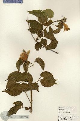 URN_catalog_HBHinton_herbarium_25314.jpg.jpg
