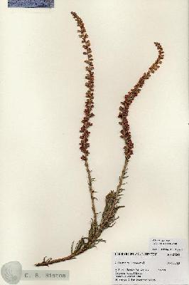 URN_catalog_HBHinton_herbarium_27241.jpg.jpg