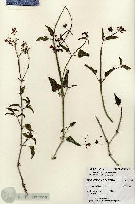 URN_catalog_HBHinton_herbarium_27246.jpg.jpg