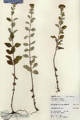 URN_catalog_HBHinton_herbarium_27253.jpg.jpg