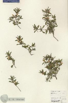 URN_catalog_HBHinton_herbarium_25341.jpg.jpg