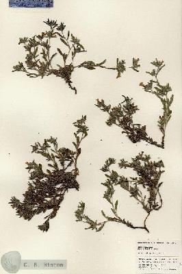 URN_catalog_HBHinton_herbarium_25361.jpg.jpg