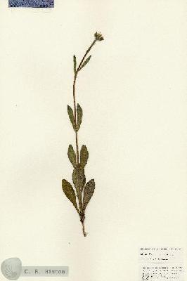 URN_catalog_HBHinton_herbarium_25378.jpg.jpg