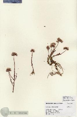 URN_catalog_HBHinton_herbarium_27263.jpg.jpg